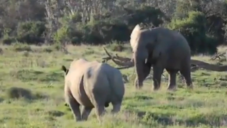 Video of elephant throwing stick at angry rhino to scare it away goes viral. Seen yet?