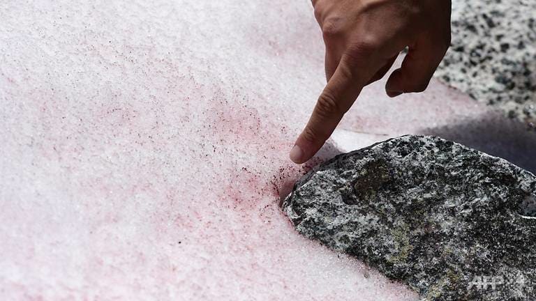 Pink ice in Italy’s Alps sparks algae probe