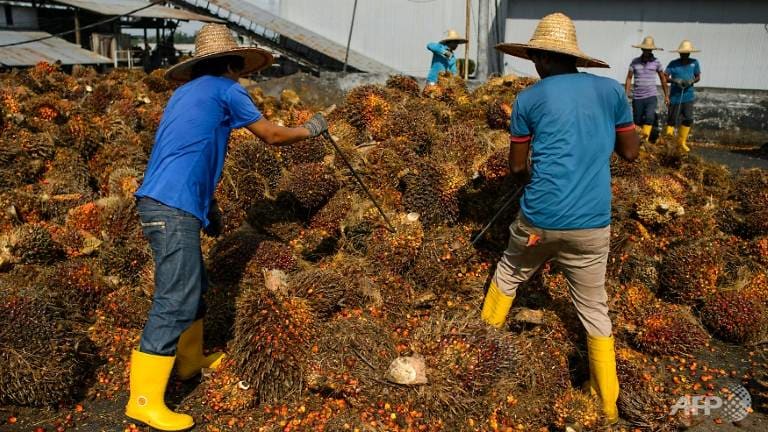 ‘Palm oil is God’s gift’: Malaysia fights international criticism with new slogan