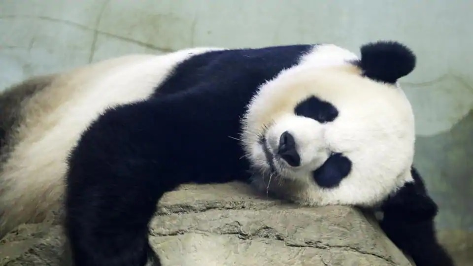 National Zoo awaits birth of pandemic panda cub