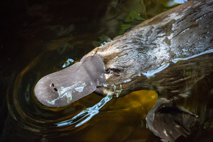 A blue-green glow adds to platypuses’ long list of bizarre features