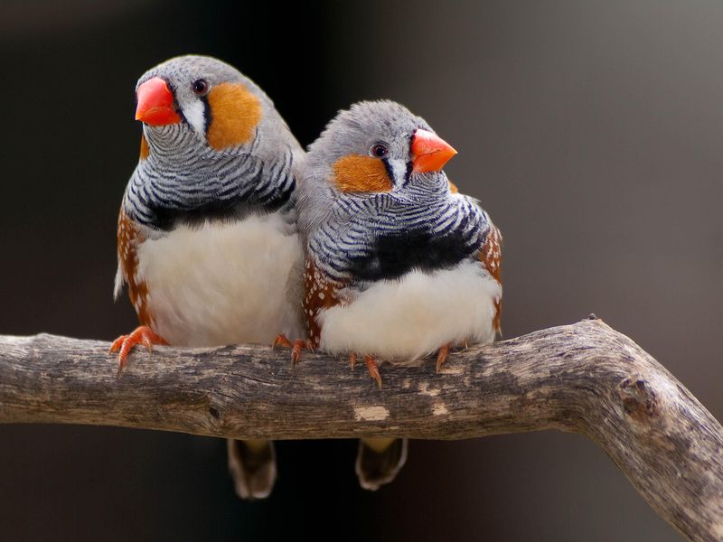 Zebra finches amazing at unmasking the bird behind the song