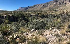 Uncovering the botanical history of the Guadalupe Mountains