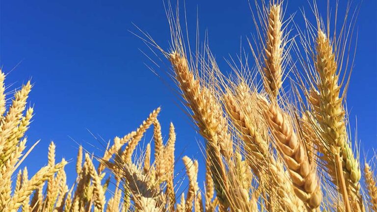 China to lift tariffs on Australian barley after 3 years