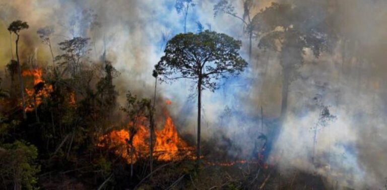 Brazil records 66 per cent drop in Amazon deforestation in July